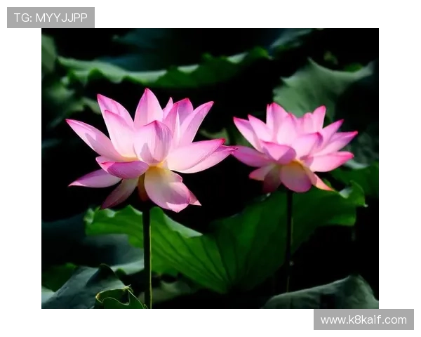 凯发官网注册账号怎么注册详细流程介绍帮助新手快速完成注册